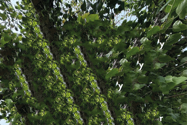 INGRAINED: WOOD IN A CROSS-SECTION OF TIME